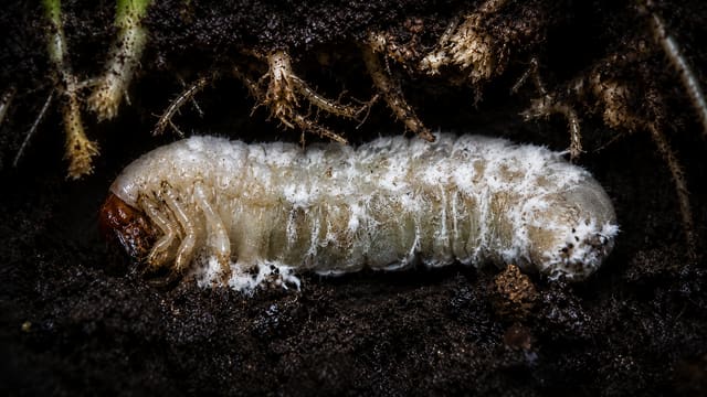 Etapa 2: contacto de esporas con larva de gallina ciega en el suelo