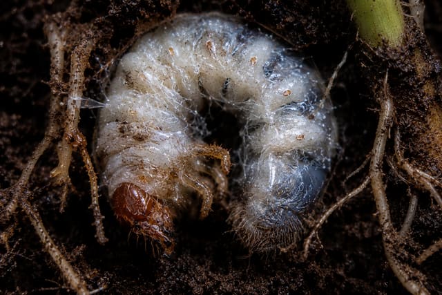 Etapa 3: infección interna de larva de gallina ciega por hongos entomopatógenos