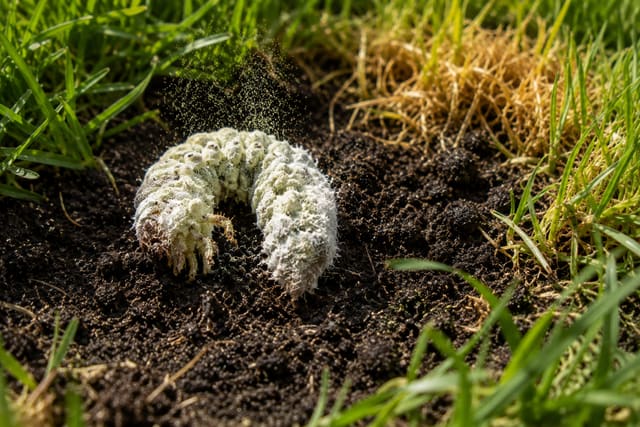 Etapa 4: larva colonizada y liberación de esporas en el suelo