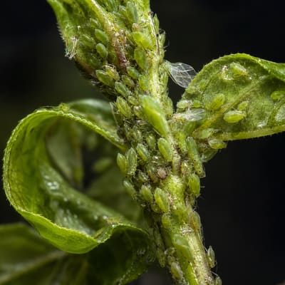 Áfidos o pulgón en planta