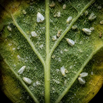 Mosquita blanca (Bemisia tabaci)