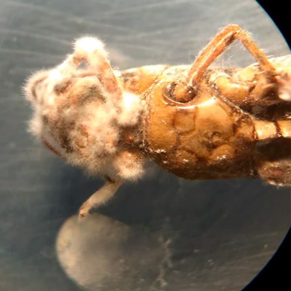 Chapulín infectado por hongos entomopatógenos