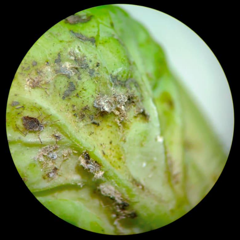 Pulgones muertos tras aplicación foliar