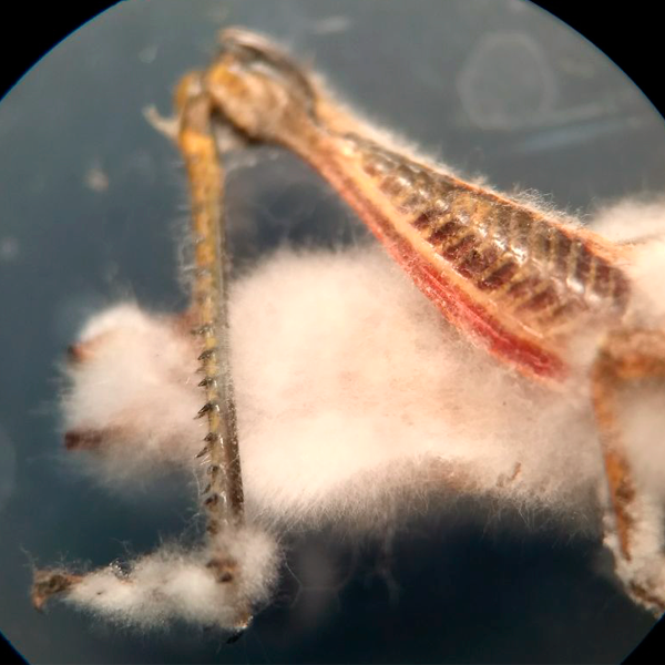 Resultado Biotech BMI: Detalle de chapulín muerto e infectado