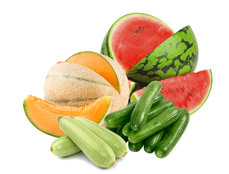 Uso agrícola de Biotech BMI en Cucurbitáceas (pepino, sandía, melón) para control de Mosquita blanca