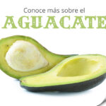 Conoce más sobre el Aguacate
