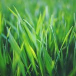 healthy-spring-young-green-5865
