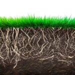 Muestra Proroot productos Fagro