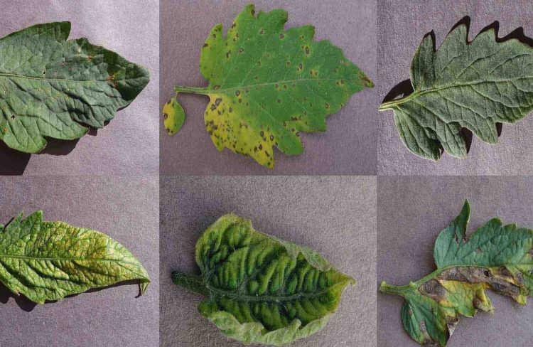 12658x7110-EDITADA-e1477318503370