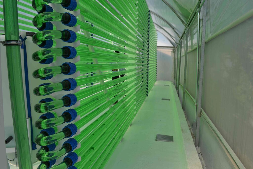 microalgas latinoamerica