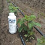 Purex Biosanitizer - Aplicación a Suelo Frambuesa