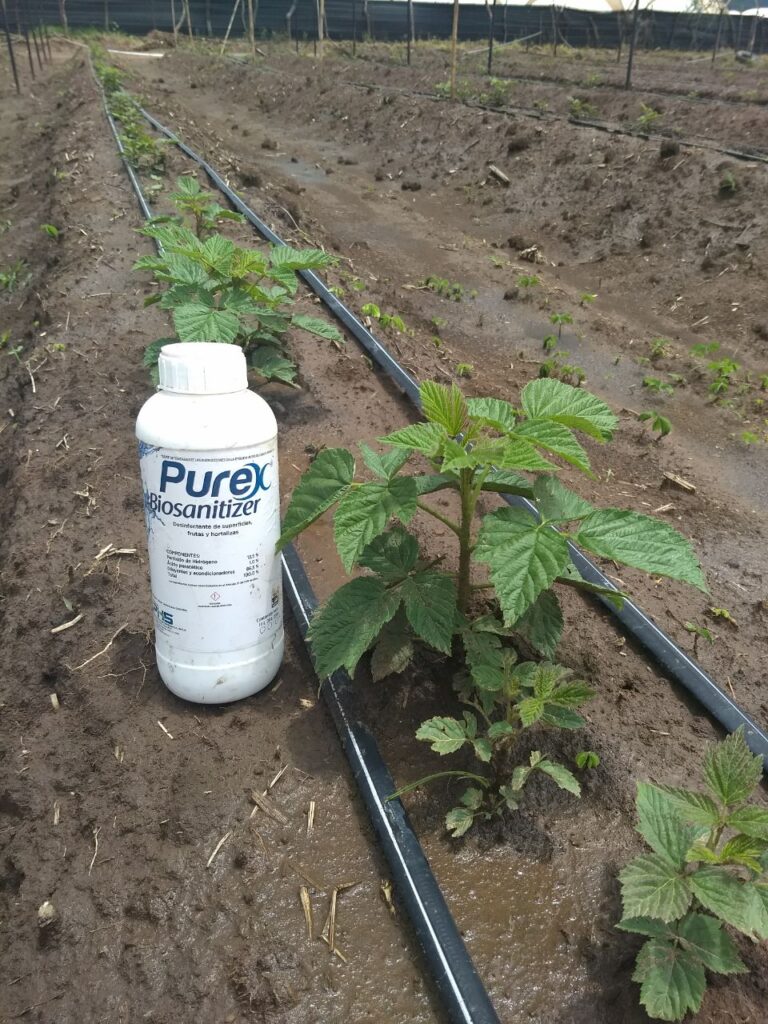 Purex Biosanitizer - Aplicación a Suelo Frambuesa