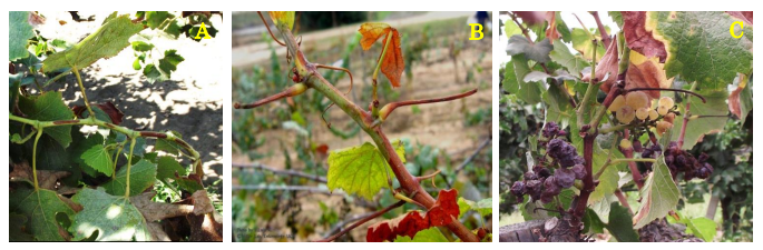 Manifestación de la enfermedad