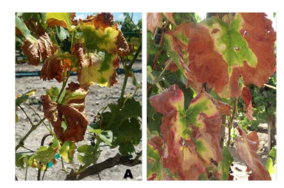 Manifestación de la enfermedad