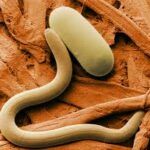 Nematodos, nematicidas