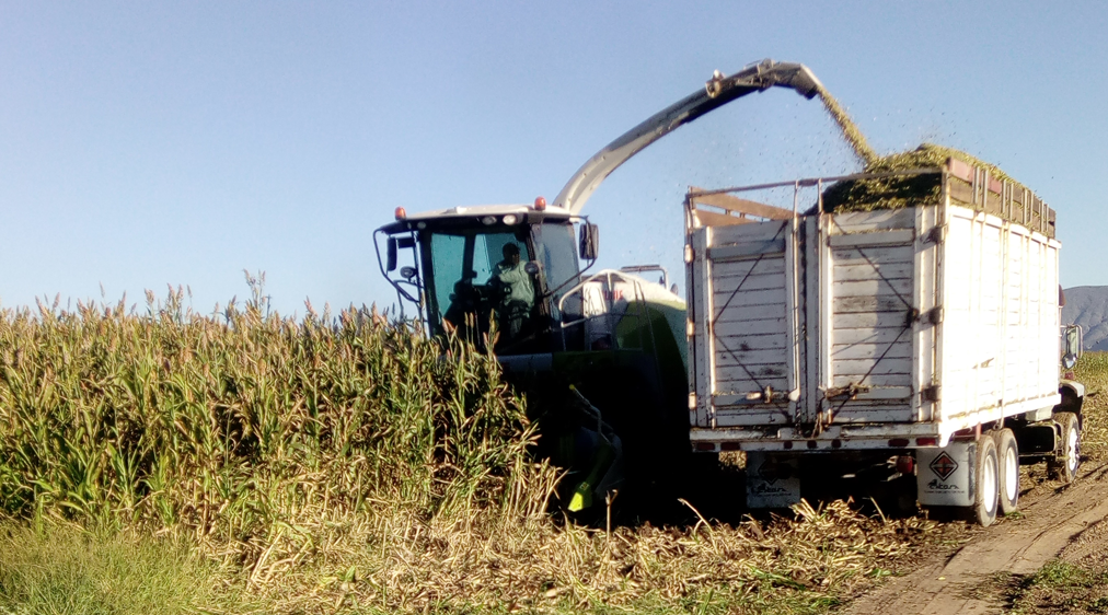 Ensilado alternativa para alimentación de ganado.