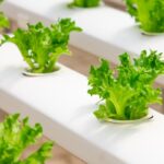 beneficios de las auxinas en los vegetales