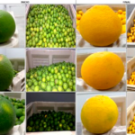 comparativa-desverdizado-de-naranja
