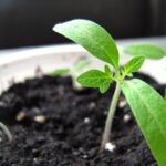 desarrollo plantas bioestimulacion vegetal