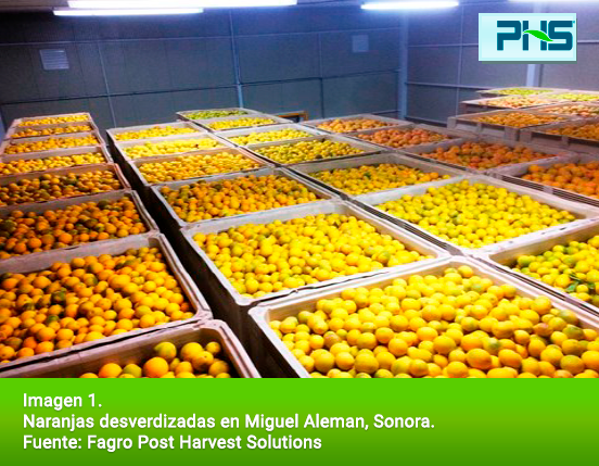 Naranjas desverdizadas en Miguel Aleman, Sonora. Fuente: Fagro Post Harvest Solutions