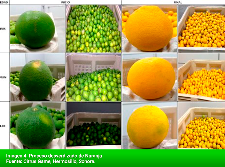 Proceso desverdizado de Naranja Fuente: Citrus Game, Hermosillo, Sonora.