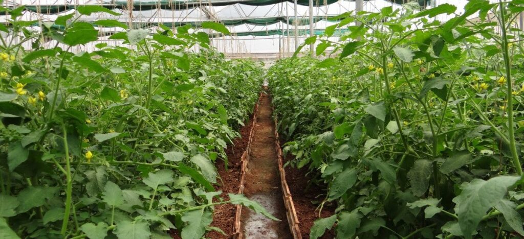 cultivo controlado por hormonas