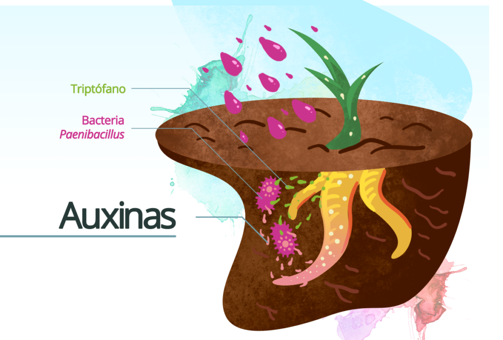 auxinas beneficio plantas
