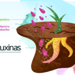 auxinas beneficio plantas