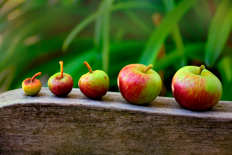 tamaño de frutos - manzana