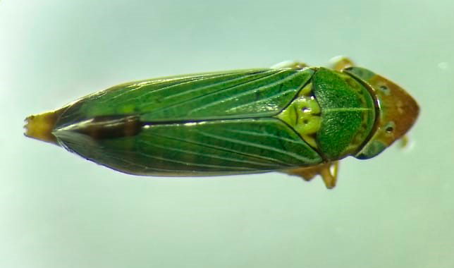 Carneocephala-fulgida