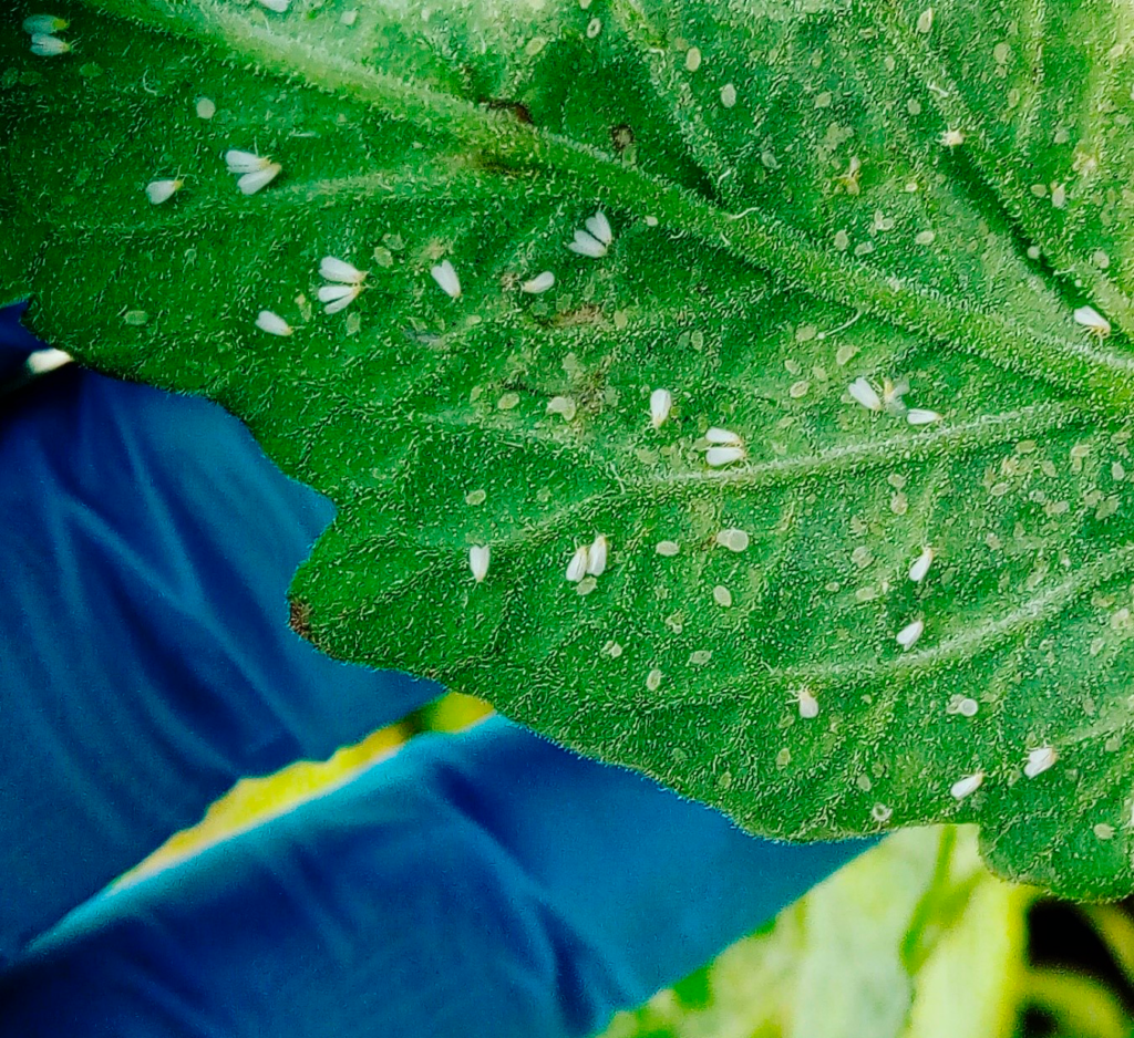 Fig. 2. Adulto de Bemisia tabaci. (Imagen: Biorganix Mexicana, 2018).