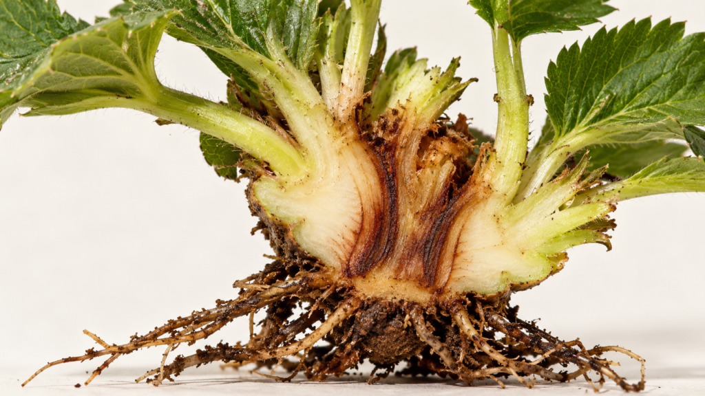 Corona de fresa cortada a lo largo con el haz vascular café típico de Fusarium oxysporum en berries