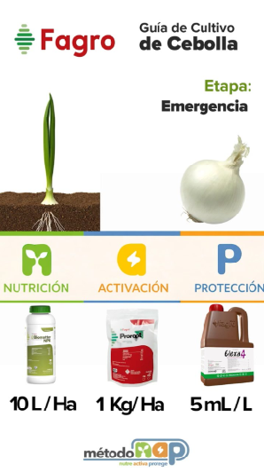 Guía de cultivo: Cultivo de cebolla