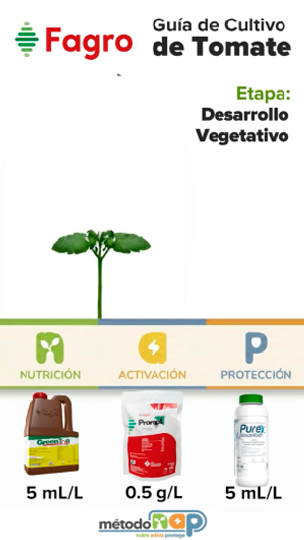 Guía de cultivo: Cultivo de tomate