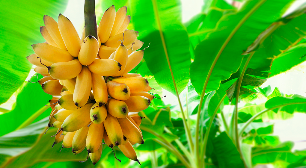 Guía de cultivo de Banano/Plátano 