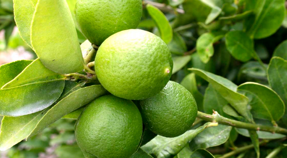 Guía de cultivo de Limón Persa