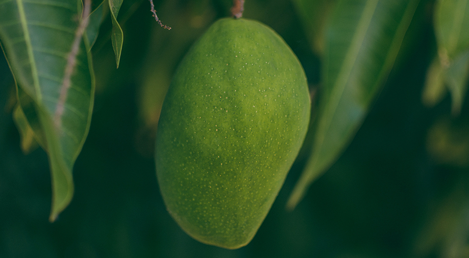 Guía de cultivo de Mango