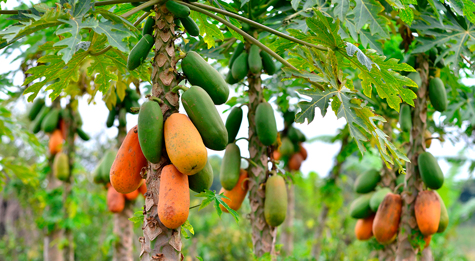 Guía de cultivo de Papaya