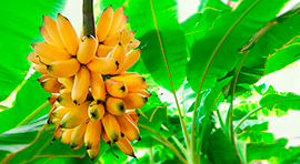 Purex Biosanitizer para Banano/Plátano 