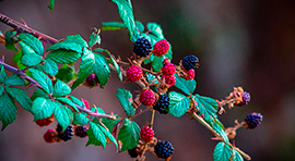 Biotika Ricinus para Berries