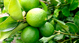 Green-Top para Limón Persa