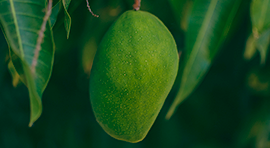 Green-Top para Mango