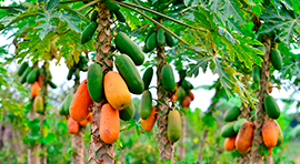 Biotika Saponin-L para Papaya