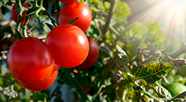 Biotika Ricinus para Tomate o jitomate