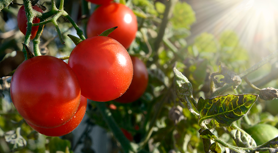 Guía de cultivo de Tomate o jitomate