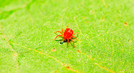 SmartKill Insecticida acaricida orgánico. Extractos botánicos.  para eliminar Araña roja